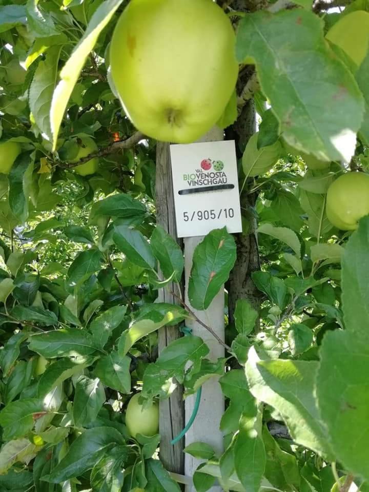 فندق ماليس فينوستافي  Gasthaus Weisskugel المظهر الخارجي الصورة